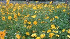 Blumenwiese Leutkirch